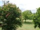14 Bunerba St, Kabra QLD 4702