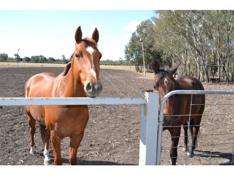 222 Del Rosa Road, Alton Downs QLD 4702