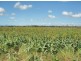 258 Evans rd, Ridgelands QLD 4702