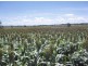 258 Evans rd, Ridgelands QLD 4702