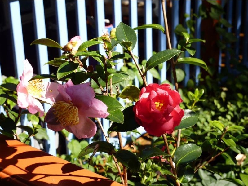 10 River Vista Court, Maroochy River QLD 4561