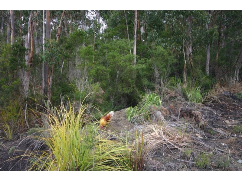 7736 Old Hastings Road, Strathblane TAS 7109