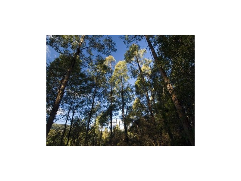 * Nicholls Rivulet Road, Nicholls Rivulet TAS 7112