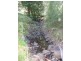 * Knights Road, Huonville TAS 7109