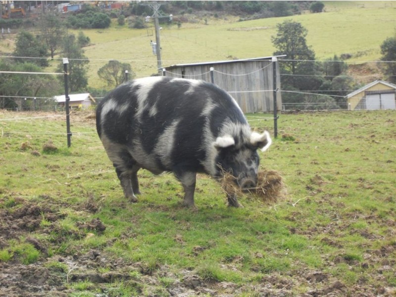 Address available on request, Geeveston TAS 7116