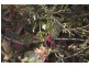 - Judds Creek Road, Judbury TAS 7109