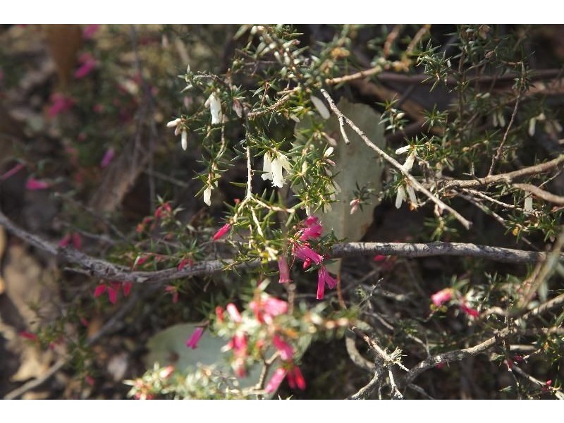 - Judds Creek Road, Judbury TAS 7109