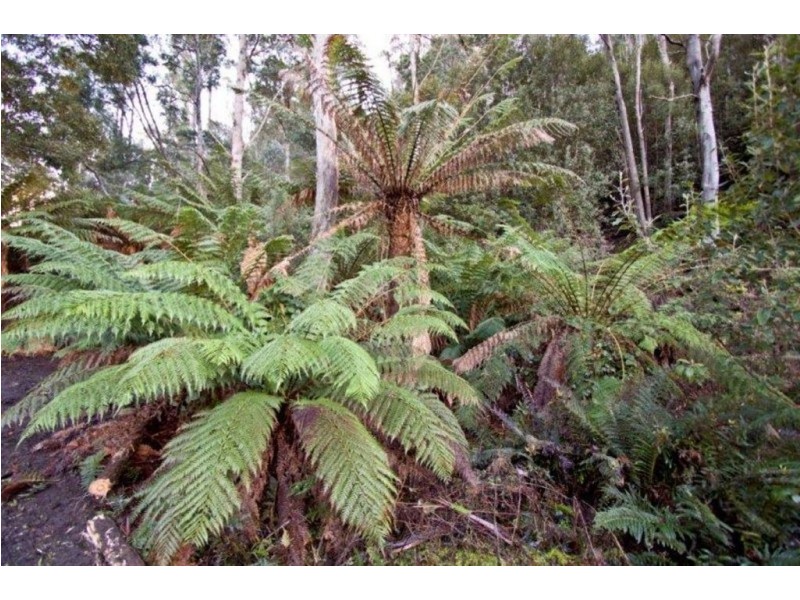 328 Bakers Creek Road, Lucaston TAS 7109