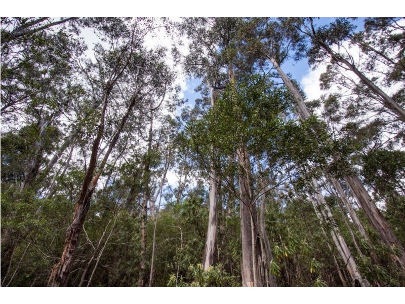 - Constance Road, Cygnet TAS 7112