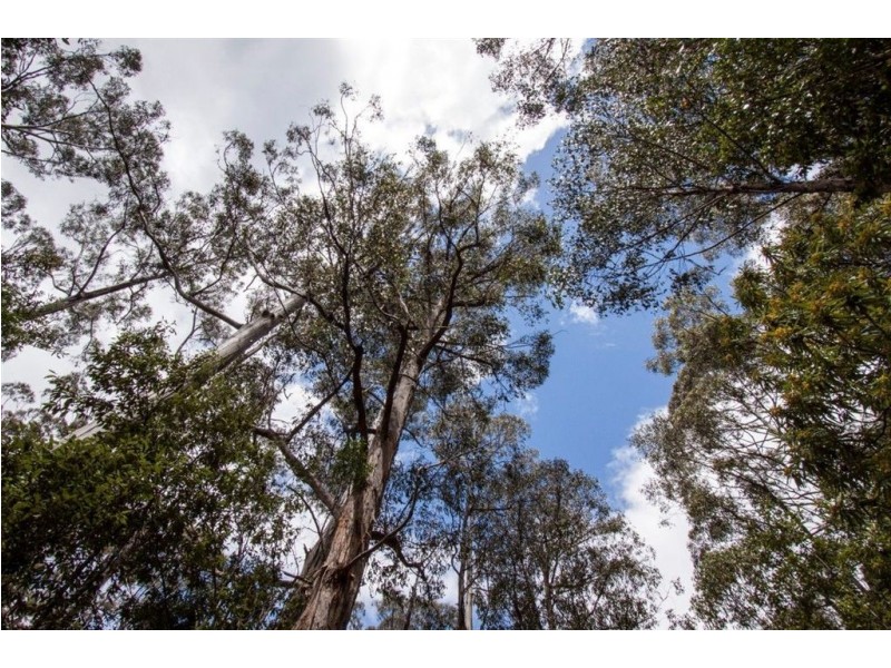 - Constance Road, Cygnet TAS 7112