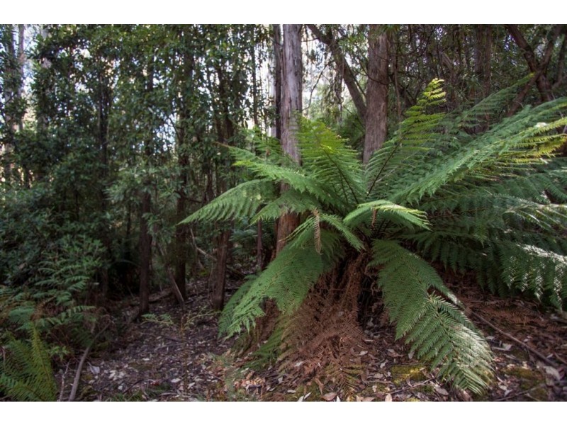 - Nicholls Rivulet Road, Nicholls Rivulet TAS 7112