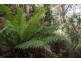 - Nicholls Rivulet Road, Nicholls Rivulet TAS 7112