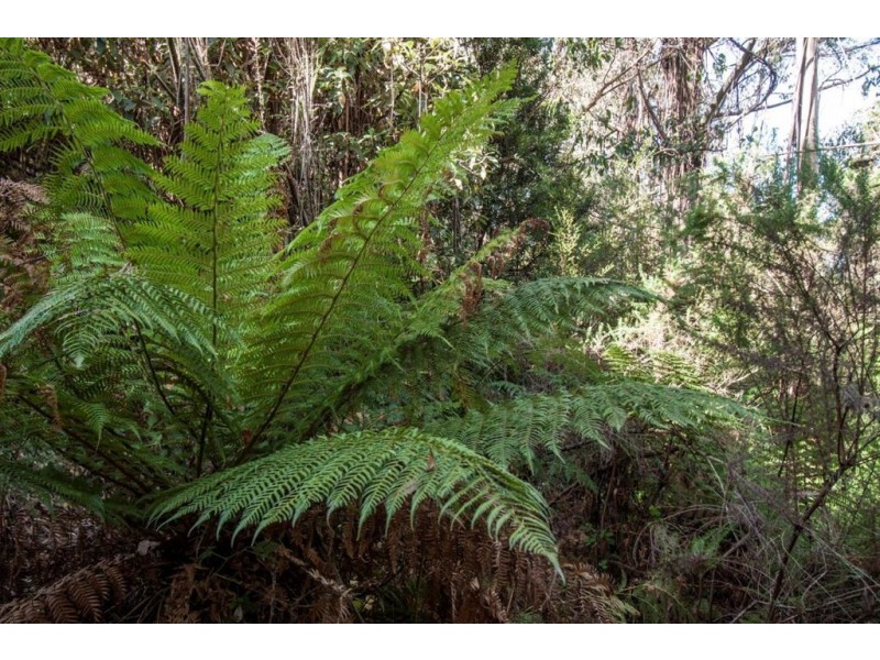 - Nicholls Rivulet Road, Nicholls Rivulet TAS 7112