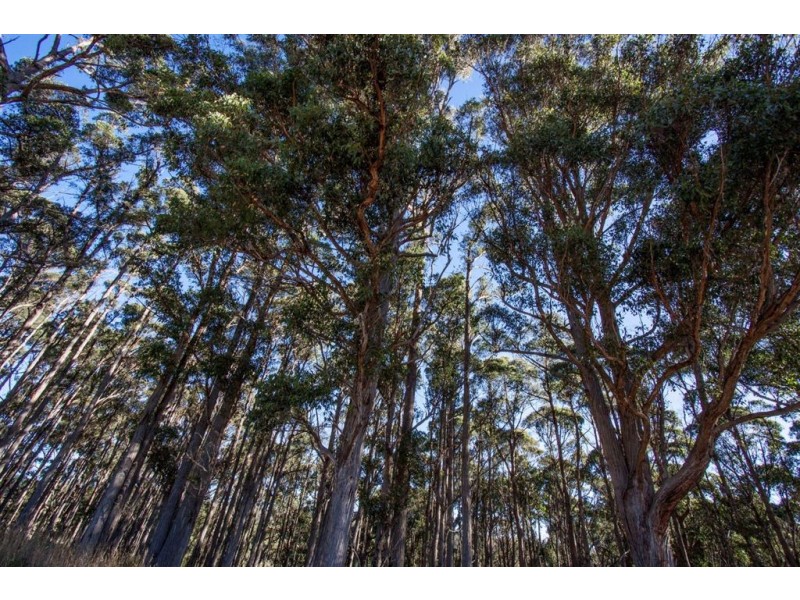 Lot 1 Cygnet Coast Road, Cradoc TAS 7109