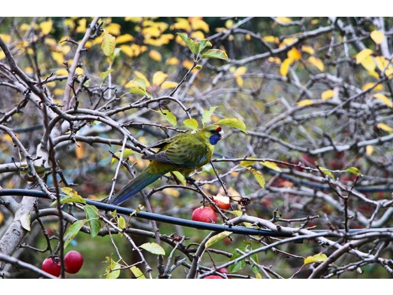 428 Cygnet Coast Road, Petcheys Bay TAS 7109