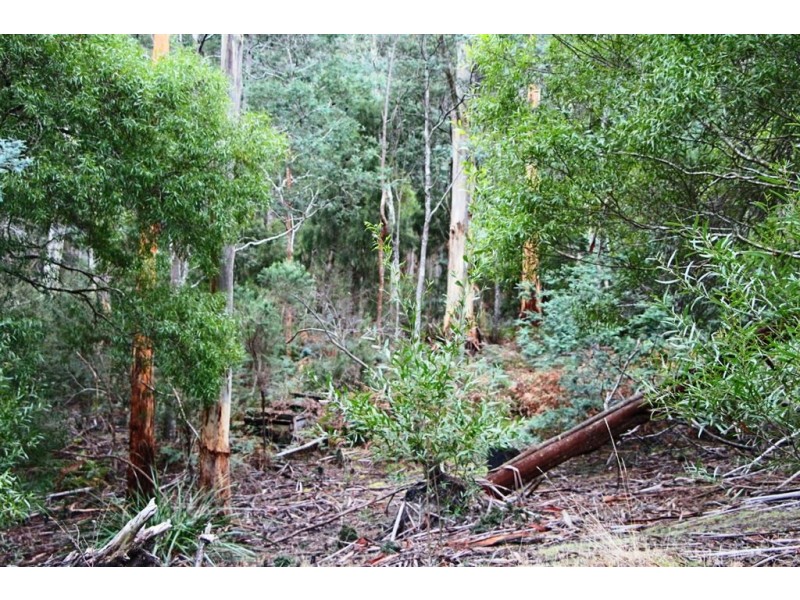 428 Cygnet Coast Road, Petcheys Bay TAS 7109