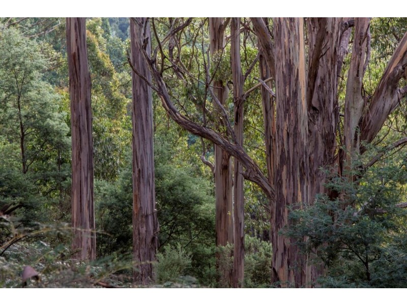 Lot 1 Bakers Creek Trail, Lucaston TAS 7109