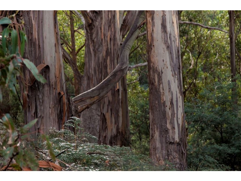 Lot 1 Bakers Creek Trail, Lucaston TAS 7109