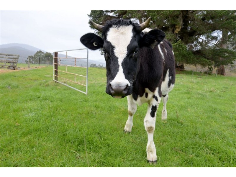 113 Lonnavale Road, Judbury TAS 7109