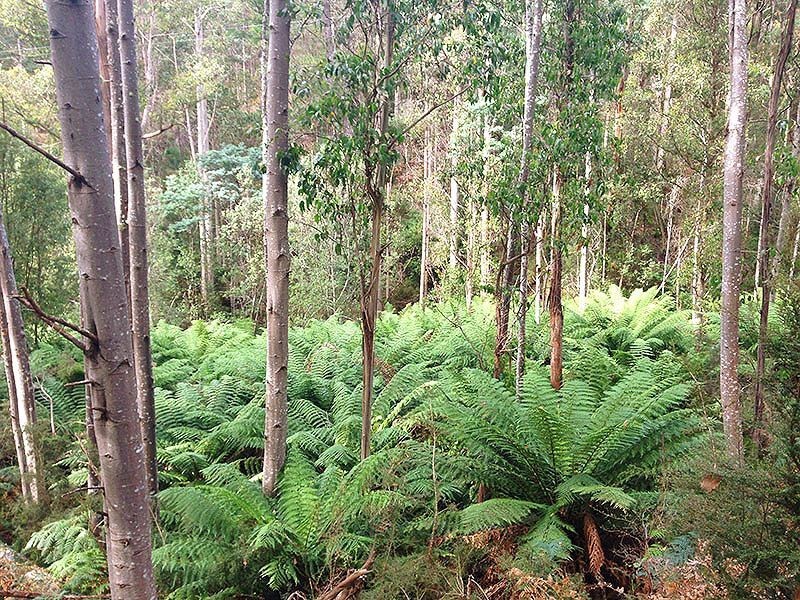 Lot 3 Bakers Creek Road, Lucaston TAS 7109