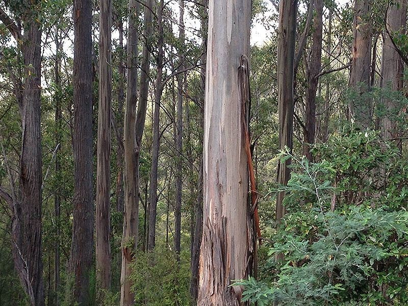 Lot 3 Bakers Creek Road, Lucaston TAS 7109