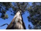 Lot 3 Castle Forbes Road, Castle Forbes Bay TAS 7116