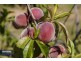142 Braeside Road, Franklin TAS 7113