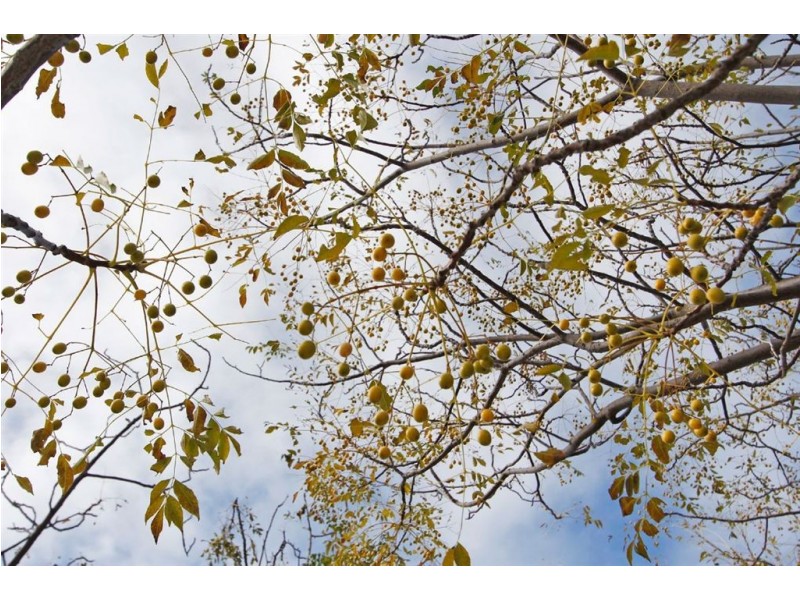 35 Grigg Place, Hilton WA 6163