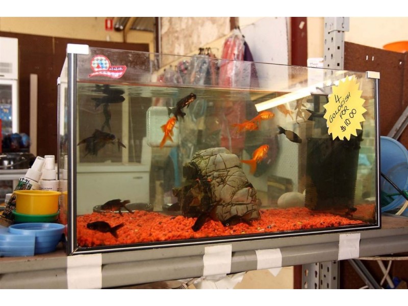 Hamilton Hill WA 6163