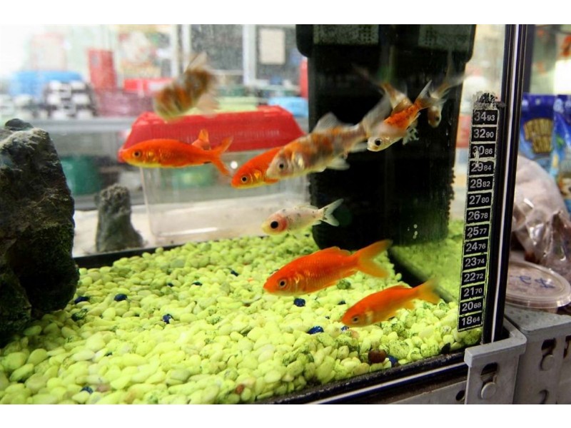 Hamilton Hill WA 6163