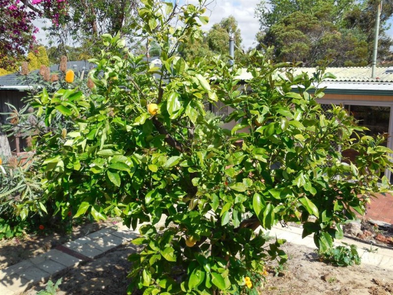 25 Attra Street, Balcatta WA 6021