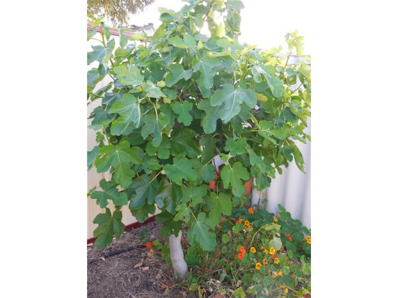 25 Attra Street, Balcatta WA 6021