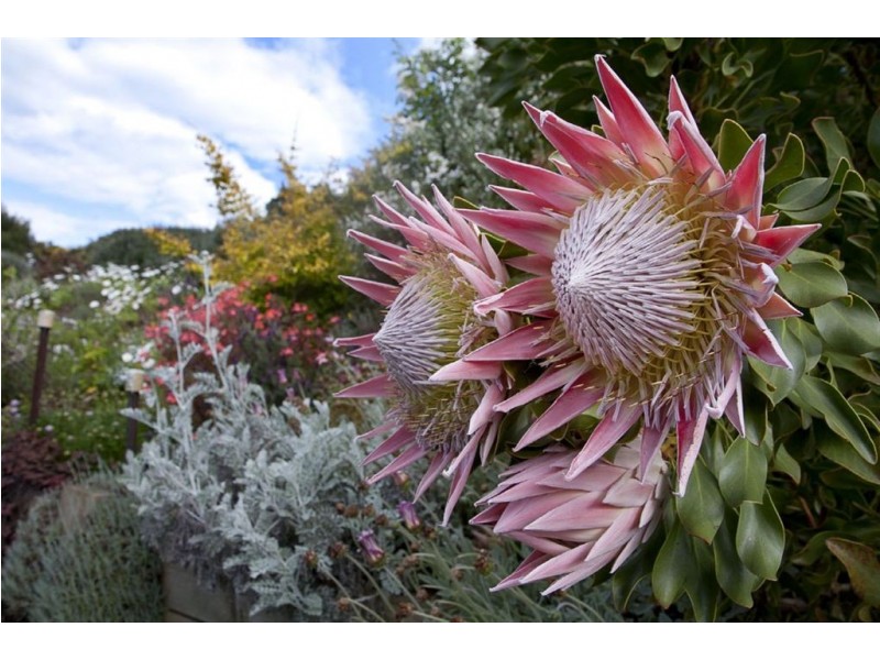 6 Green Valley Drive, Drouin VIC 3818