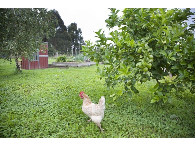 18 Carlile Court, Drouin VIC 3818