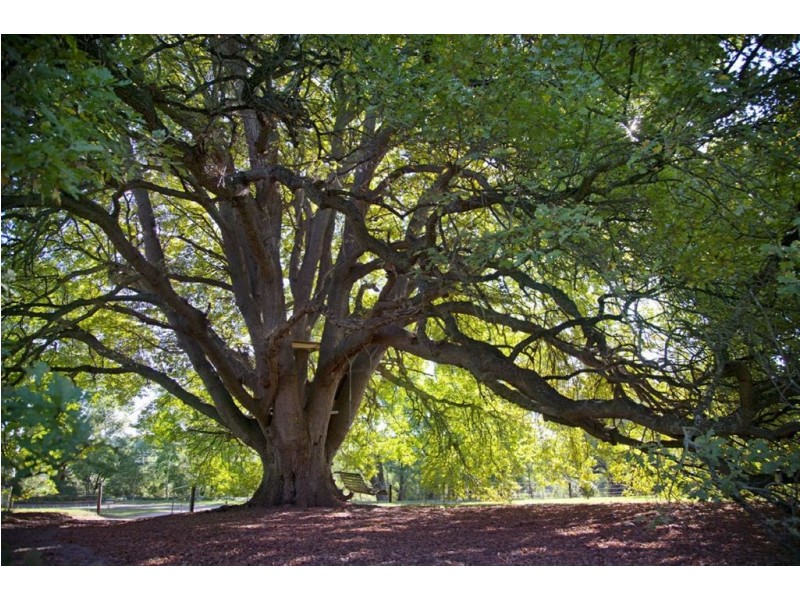 1a Pepperell Drive, Drouin VIC 3818