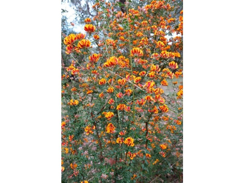 Lot 117 Baroona Road, Maryknoll VIC 3812