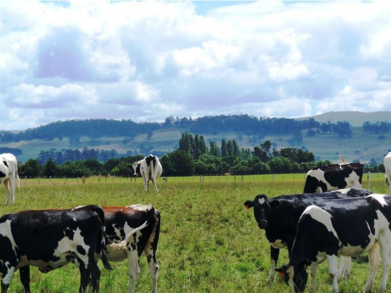 122 Bankton Road, Dairy Plains TAS 7304