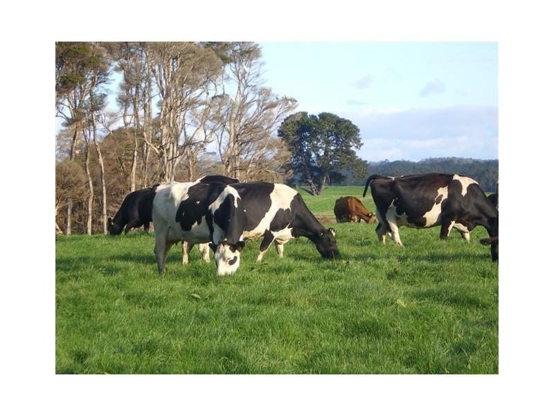 16931 Bass Highway, Flowerdale TAS 7325