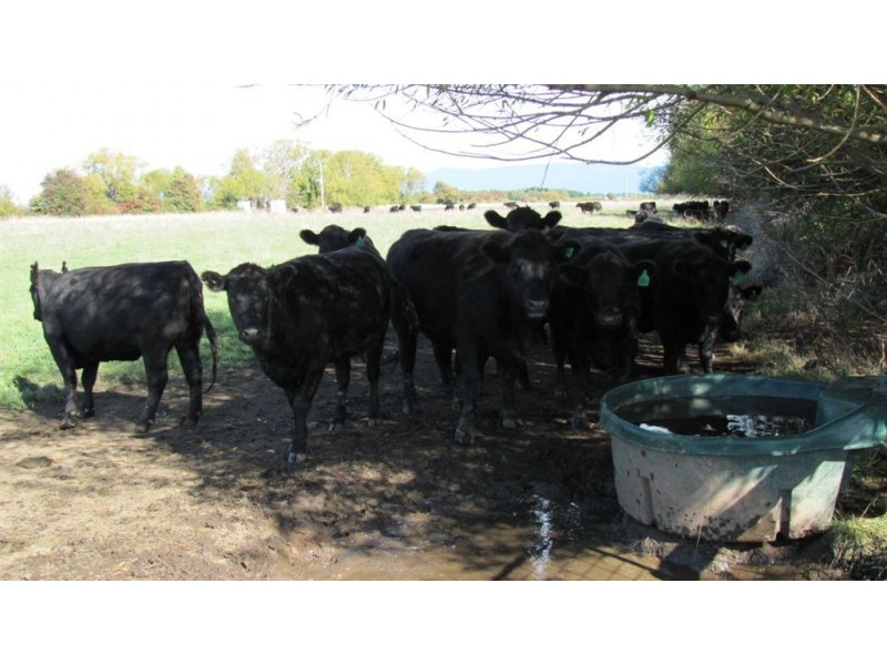 509 Oaks Road, Carrick TAS 7291