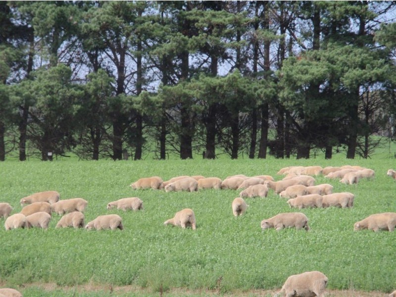 589 Delmont Road, Cressy TAS 7302