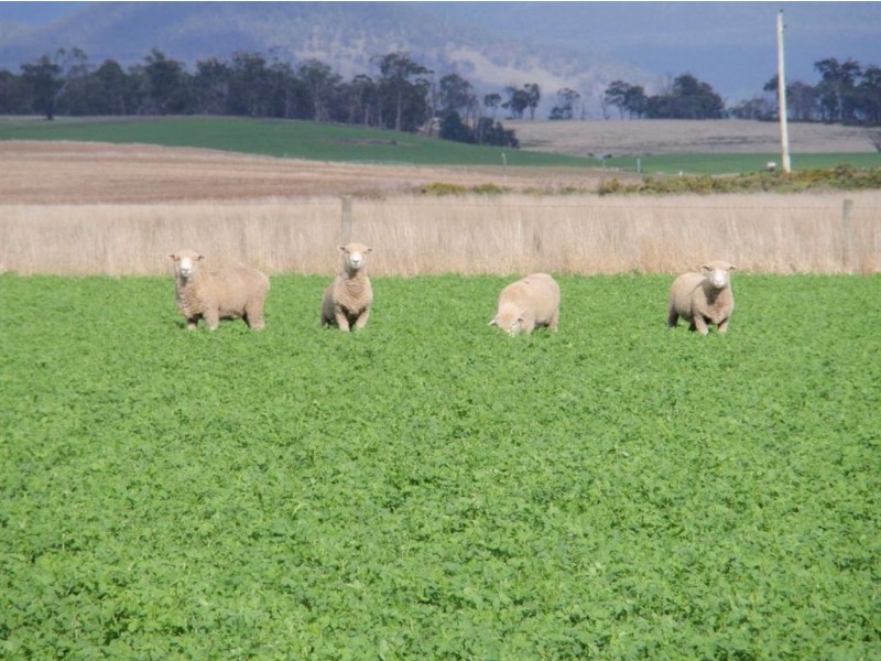 589 Delmont Road, Cressy TAS 7302