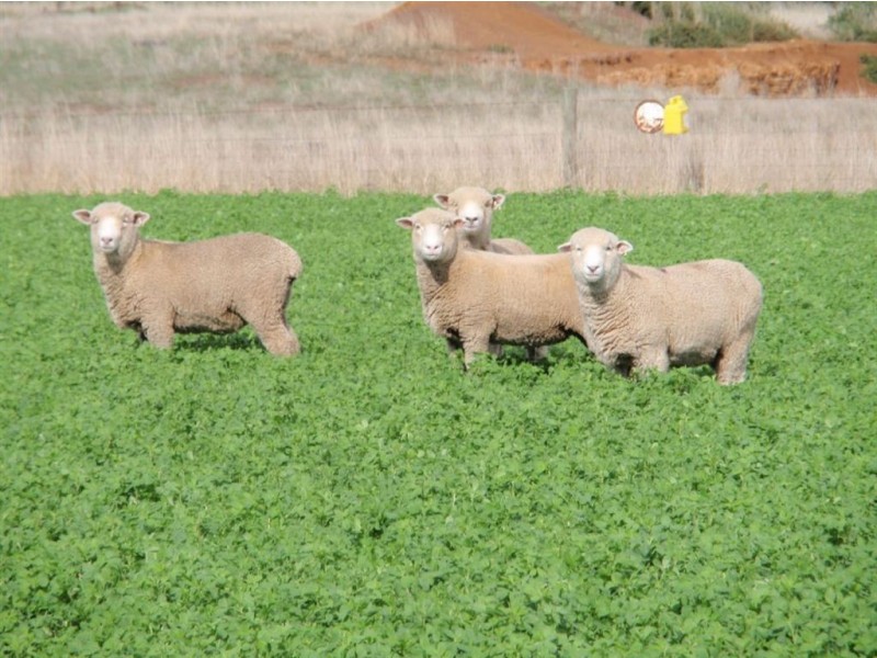 589 Delmont Road, Cressy TAS 7302