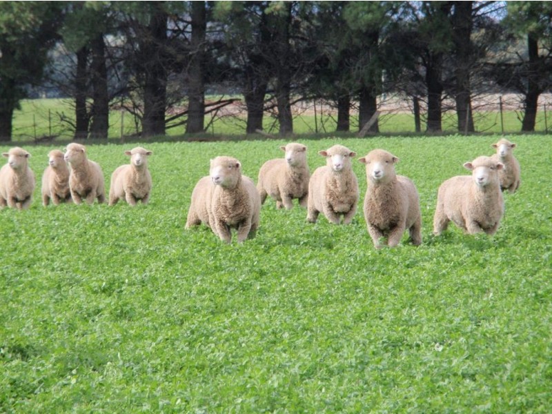 589 Delmont Road, Cressy TAS 7302