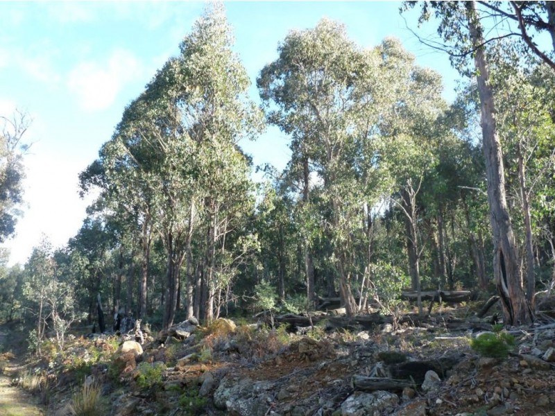 Launceston TAS 7250