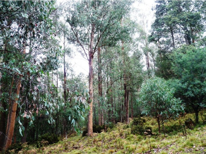 Launceston TAS 7250