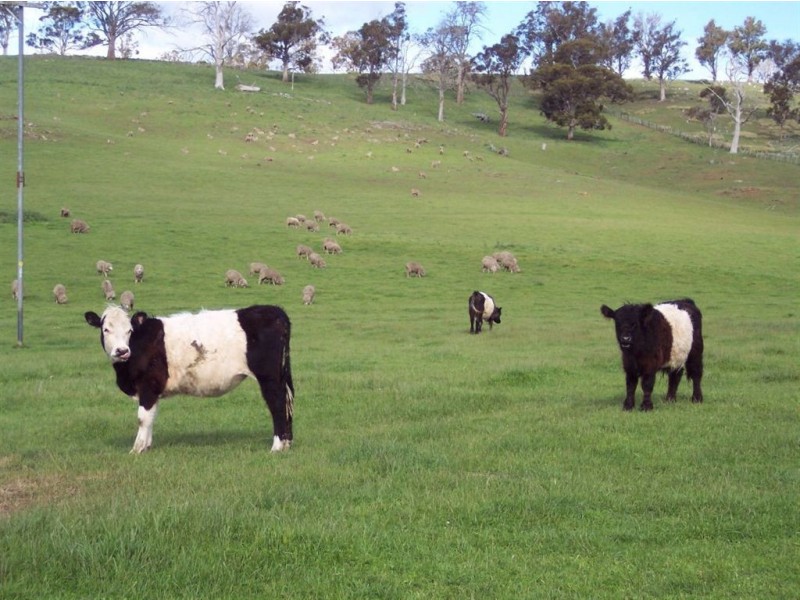 430 Thousand Acre Lane, Rosegarland TAS 7140