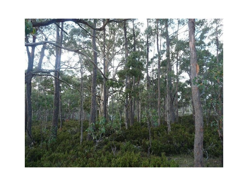 ‘Paradise Plains’, Arthurs Lake TAS 7030