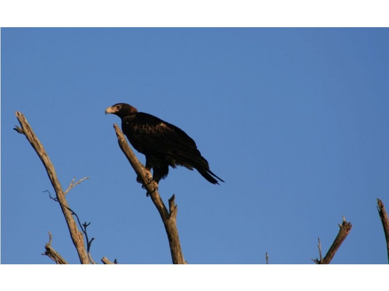 Musselroe Estate, Gladstone TAS 7264