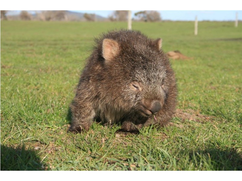 Musselroe Estate, Gladstone TAS 7264