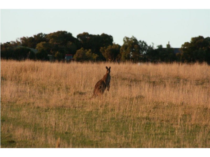 Musselroe Estate, Gladstone TAS 7264